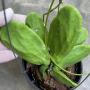 Dischidia rafflesiana (major)