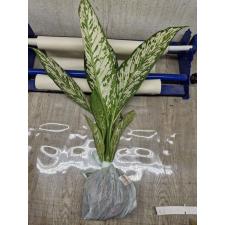 Dieffenbachia White Blizzard