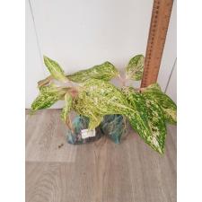 Aglaonema Malaitong A-44