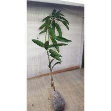 Mangifera indica 'Kaew Tuek' 282