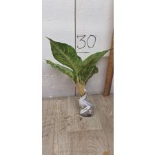 Aglaonema Prakaipet hybrid A-65
