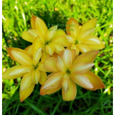 Zephyranthes Yanti Chandra