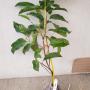 Mimusops elengi (golden variegated leaf).