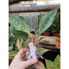 Aglaonema Brilliantly (green form) 191 уценка