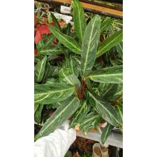 Strom San Magicstar 12 cm pot