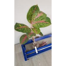 Aglaonema Boxing 7 уценка 1400р