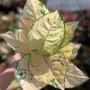 Aglaonema  Suksom- white A-149
