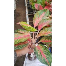 Aglaonema Koth Sethee 41/1