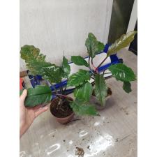 Philodendron sp Caramel pot