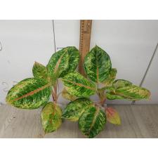 Aglaonema Godzilla A-147