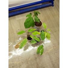 Hibiscus rosa-sinensis (variegated) стакан 500р