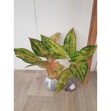 Aglaonema Aradin A-16 уценка