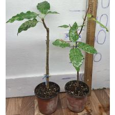 Фикус алтиссима 'Снежный Шторм' / Ficus altissima 'Snow Storm'