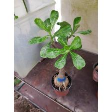 Adenium sp 8563