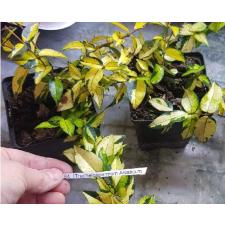 Trachelospermum Asiaticum 9 cm pot