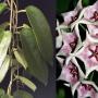 Hoya Kaimuki (pink)(macgillivrayi x archboldiana)(#866).        866