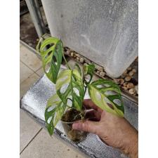 Monstera adansonii variegated yellow 