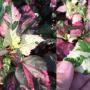 Hibiscus rosa-sinensis variegated Tricolor