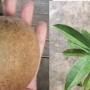 Manilkara zapota 'Narai Thong' (grated).