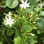 Jasminum auriculatum