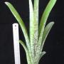 Quesnelia marmorata (Bromeliad) 243