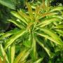 Xanthostemon chrysanthus variegated (yellow flower)