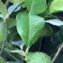 Citrus hystrix (Kaffir lime)(not variegated)  Grafted
