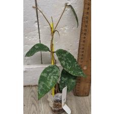 Хойя Каудата / Hoya caudata