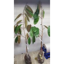 Дуриан цибетиновый "Ред" (Индонезия) (Привитый) / Durio zibethinus 'Red' (Indonesia) (grafted)