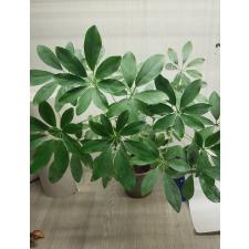 Шеффлера Арбор 'Нора' / Schefflera Arbor. 'nora'