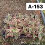 Aglaonema  Lotus Delight A-153