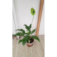 Spathiphyllum Diamond Variegated  pot 750p
