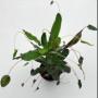 codiaeum Soi Morakot