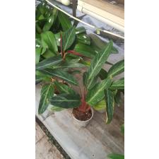 Stromanthe Sa Magicstar 1p pot
