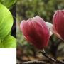 Magnolia x soulangeana (red flower)