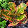 Codiaeum Sethee Hat Yai