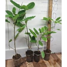 Фикус рейсмоса / Ficus racemosa (S)