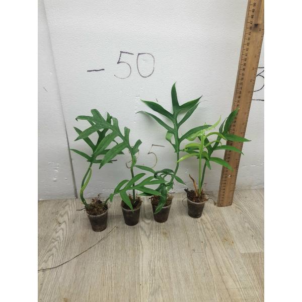 PHILODENDRON DISTANTILOBUM CINDERELLA 