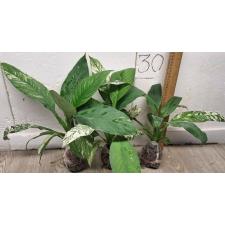 Спатифиллум каннифолиум (Белая варегатность) / Spathiphyllum cannifolium (white variegated)