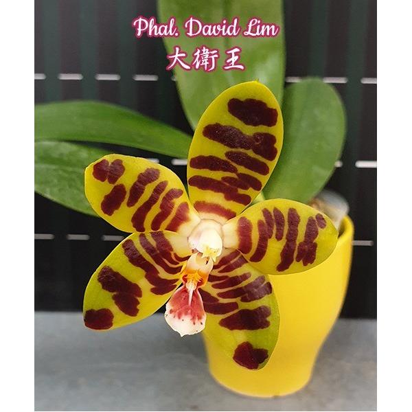 Фаленопсис «Дэвид Лим» / Phal. David Lim