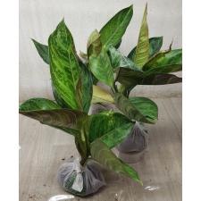 Aglaonema Army God A-76