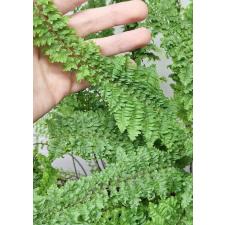Нефролепис эксалтата сорт Вагнери / Nephrolepis exaltata cv. Wagneri (S)