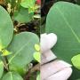 Ficus sp.(T46) 'Silver Plate'