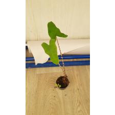 Alocasia Zebrina s pot 350p