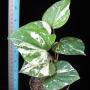 Piper cubeba variegata