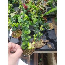 Aeschynanthus 'rasta' в 5 см горшке
