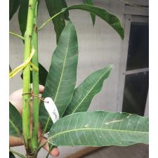 Mangifera indica 'Kaew Tuek' 282