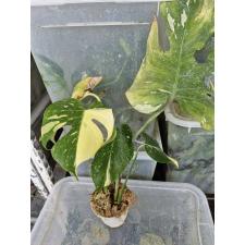 Monstera deliciosa ‘Thai Constellation’ variegated S pot Д 2500р д