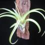 T. flexuosa ' Elatior Virens' (Cites) (L) 101