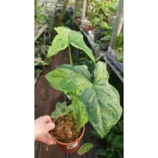 Syngonium podophyllum 'Mojito'  pot
